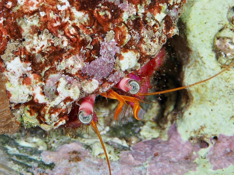 Close-up of a large red hermit crab (Dardanus Calidus) looking out of its shell in the Mediterranean Sea near Hyères. Dive site Les Grottes, Giens peninsula, Provence Alpes Côte d'Azur, France, Europe