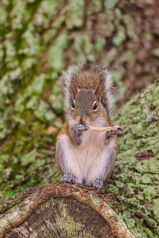 American grey squirrel (Sciurus carolinensis), sitting on a moss-covered tree trunk in the forest, Pembroke Pines, Florida, USA, North America