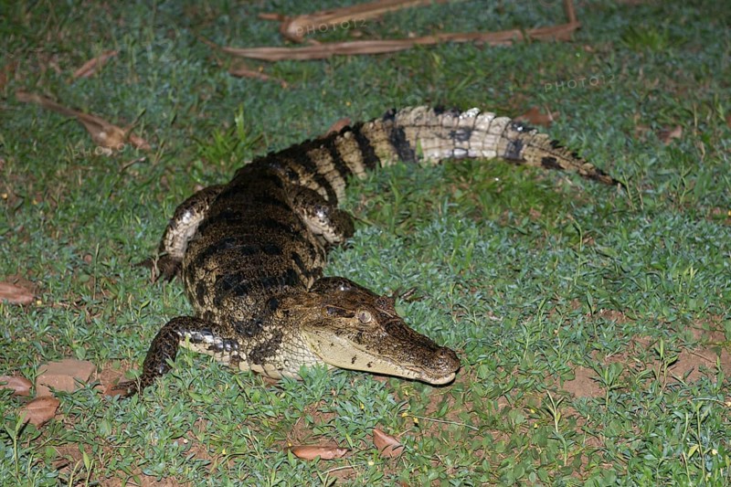 Crocodile caiman (Caiman crocodylus), Costa Rica, Central America