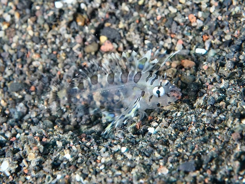 A tiny, almost transparent fish, Zebra Dwarf Lionfish (Dendrochirus zebra) juvenile, camouflaging itself in the sandy seabed, dive site Puri Jati, Umeanyar, Bali, Indonesia, Asia