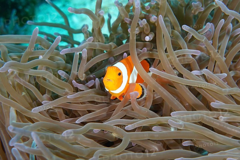A single Ocellaris Clownfish (Amphiprion ocellaris) hiding between the tentacles of a sea anemone, dive site SD, Nusa Ceningan, Nusa Penida, Bali, Indonesia, Asia