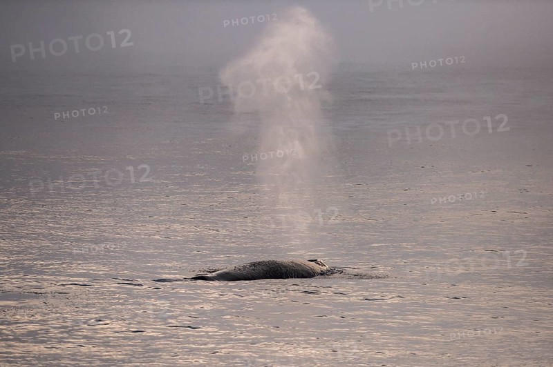 Blas, humpback whale (Megaptera novaeangliae), Barents Sea, Northeast Iceland, Svalbard and Jan Mayen archipelago, Norway, Europe