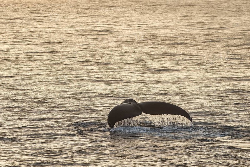 Fluke, diving humpback whale (Megaptera novaeangliae), Barents Sea, Northeast Iceland, Svalbard and Jan Mayen archipelago, Norway, Europe