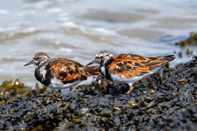 Two ruddy turnstones (Arenaria interpres), adults in breeding plumage foraging on rocky shore covered in seaweed along the North Sea coast in summer