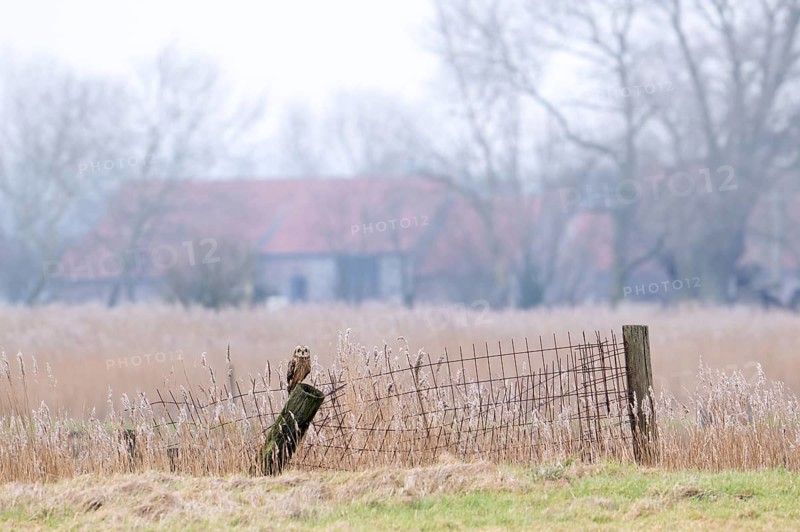 Short-eared owl (Asio flammeus) perched on fence post in field in front of farm on a misty evening in winter, Uitkerkse Polder, West Flanders, Belgium, Europe
