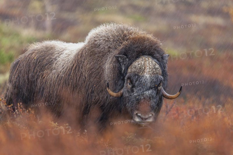 Musk ox (Ovibos moschatus), standing, frontal, in the rain, autumn tundra, mountains, Dovrefjell National Park, Norway, Europe