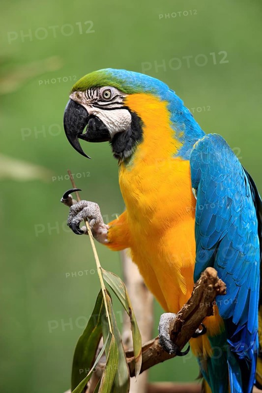 Yellow-breasted Macaw (Ara ararauna), Adult, portrait, Tree, Waiting, attentive, feeding, foraging, Pantanal, Brazil, South America