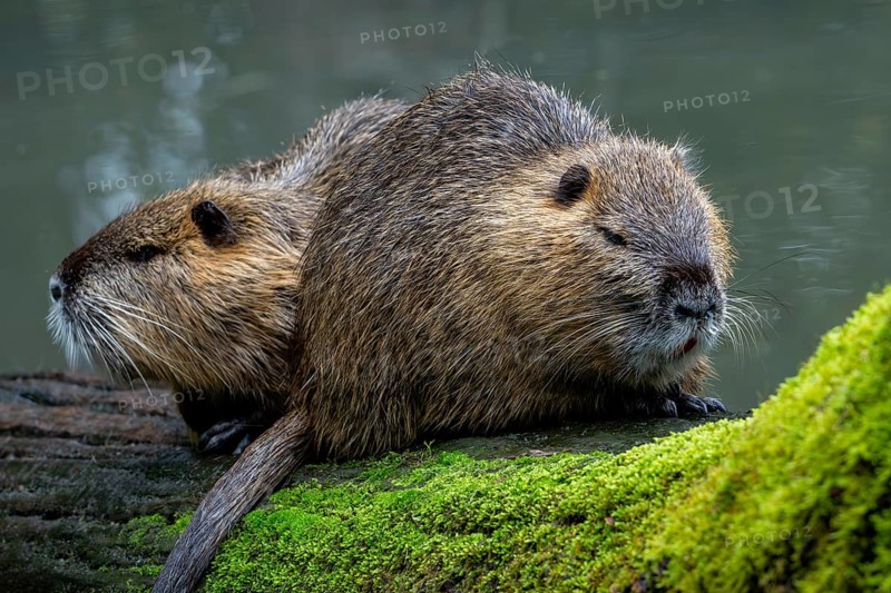 Two coypus, nutrias (Myocastor coypus) resting on fallen tree trunk in pond, invasive rodent in Europe, native to South America