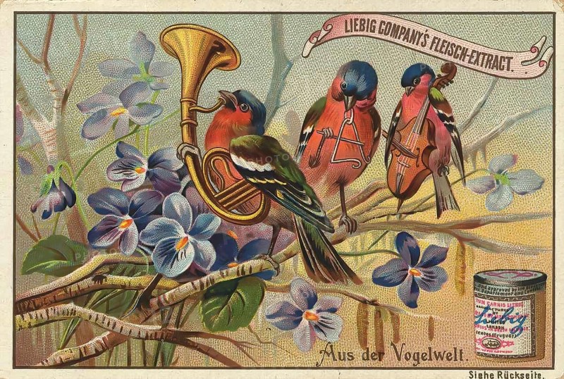 Picture series From the world of birds, birds as musicians, orchestra, Liebig picture, digitally restored reproduction of a collector's picture from around 1900, public domain, exact date unknown, three birds playing musical instruments, surrounded by vintage-style flowers