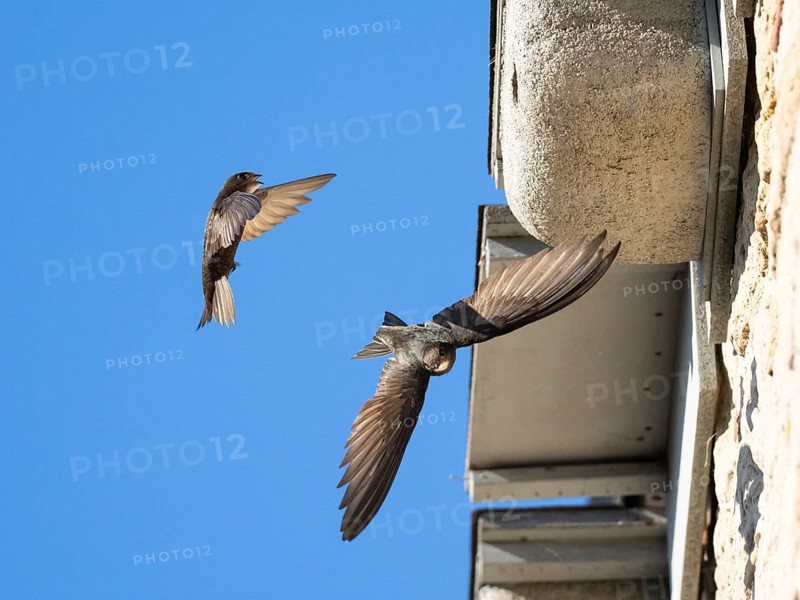 Common swift (Apus apus), adult pair in flight, one leaving its nest, the other landing at the nest box, one of a row of artificial nest boxes which have been put on the building specifically to provide and aid swifts with a nesting site, Hesse, Germany, Europe