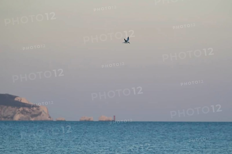 Sandwich tern (Thalasseus sandvicensis) adult bird flying over the sea with the The Needles lighthouse on the Isle of Wight in the background, Dorset, England, United Kingdom, Europe