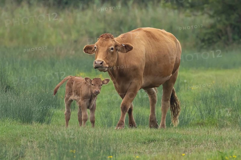 Domesticated cow or cattle (Bos taurus) adult farm animal mother with a baby young calf in a grass field, Suffolk, England, United Kingdom, Europe