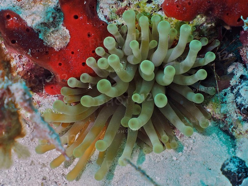 Green sea anemone, Condylactis gigantea, next to red sea sponges in an underwater landscape, dive site John Pennekamp Coral Reef State Park, Key Largo, Florida Keys, Florida, USA, North America