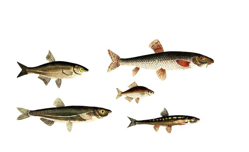 Fish, fish, top left: genus of carp fish, Cyprinus bipunctatus. top right: genus of carp fish, Cyprinus gobio, the Gudgeon. centre: Genus of carp fish, Cyprinus amarus, the bitterling. bottom left: genus of carp fish, Cyprinus alburnus. bottom right: yprinus phoxinus, the minnow, Historic, digitally restored reproduction from a 19th century original, Record date not stated