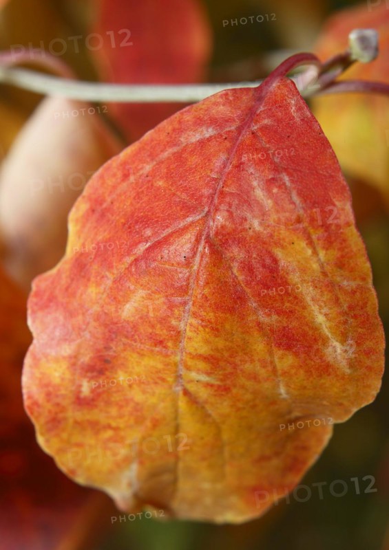 Kousa dogwood (Cornus kousa), single red leaf, North Rhine-Westphalia, Germany, Europe
