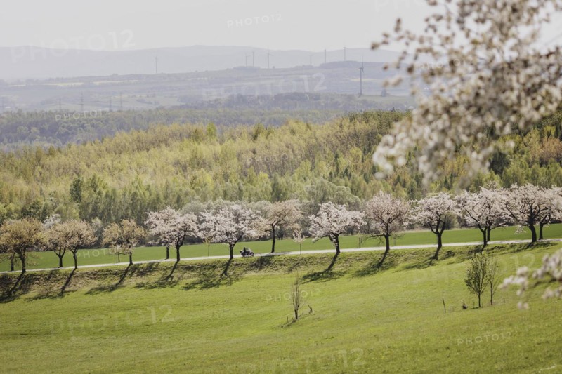 A motorbike rides along a cherry blossom avenue in Jauernick-Buschbach, 12.04.2024