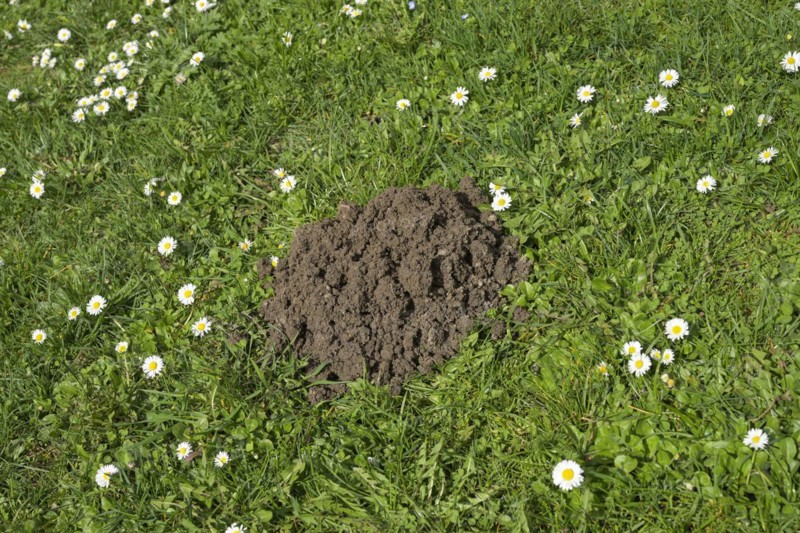 Molehills, meadow, Wiesbaden, Hesse, Germany, Europe