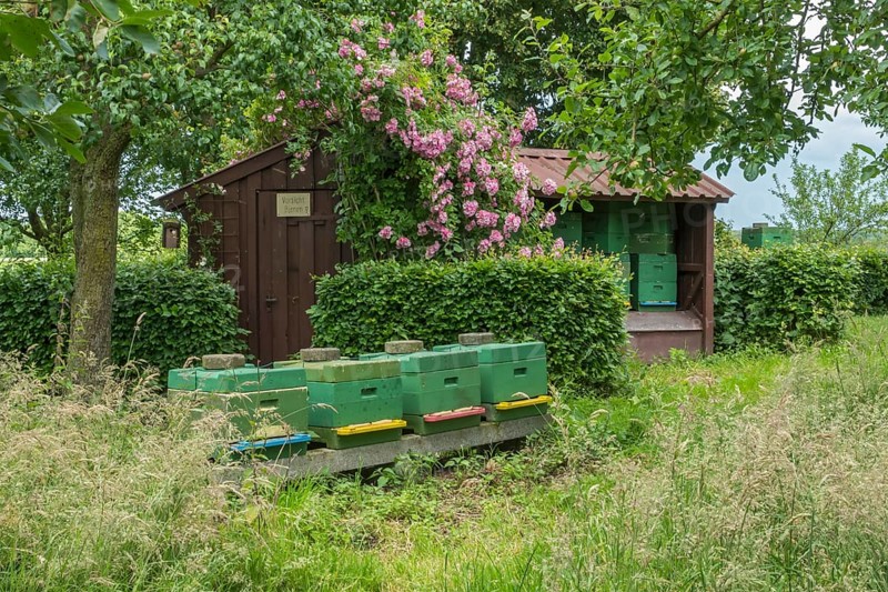 A rural scene with green beehives in front of a wooden hut, surrounded by blossoming flowers and trees, Münsterland, North Rhine-Westphalia, Germany, Europe