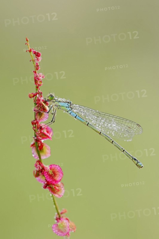 Small red-eyed damselfly (Erythromma viridulum), female with dewdrops, North Rhine-Westphalia, Germany, Europe