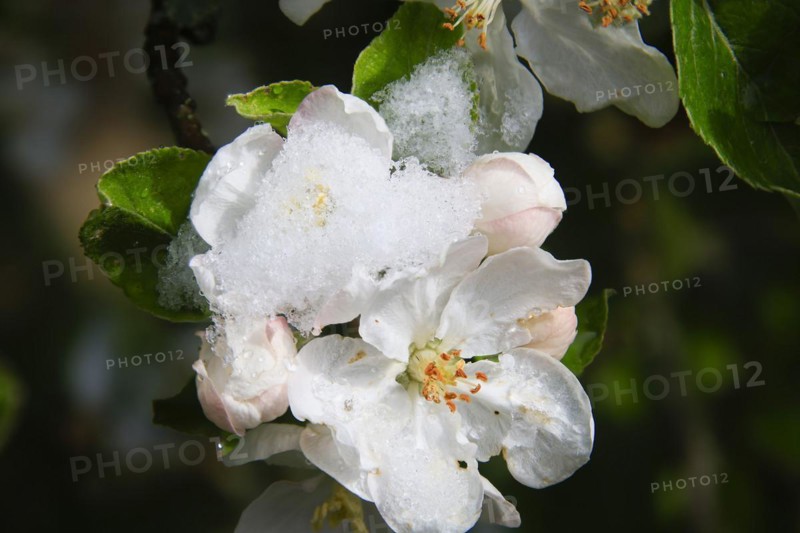 Apple blossoms on a tree in an orchard in the Eastern Ore Mountains. A cold snap led to late snowfall in the low mountain range and jeopardised numerous crops. However, snow also protects the blossoms, as it cannot get lower than zero degrees under the snow cover, Bannewitz, Saxony, Germany, Europe