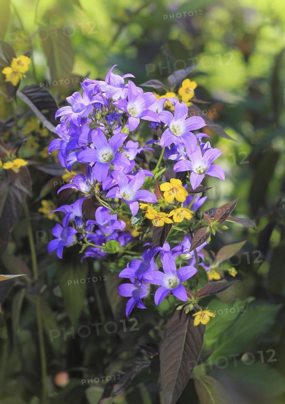 Bellflower (Campanula) and bronze field fenugreek (Lysimachia ciliata 'Firecracker'), North Rhine-Westphalia, Germany, Europe