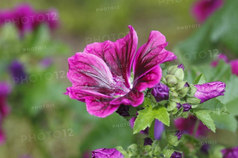 Common mallow (Malva sylvestris), North Rhine-Westphalia, Germany, Europe