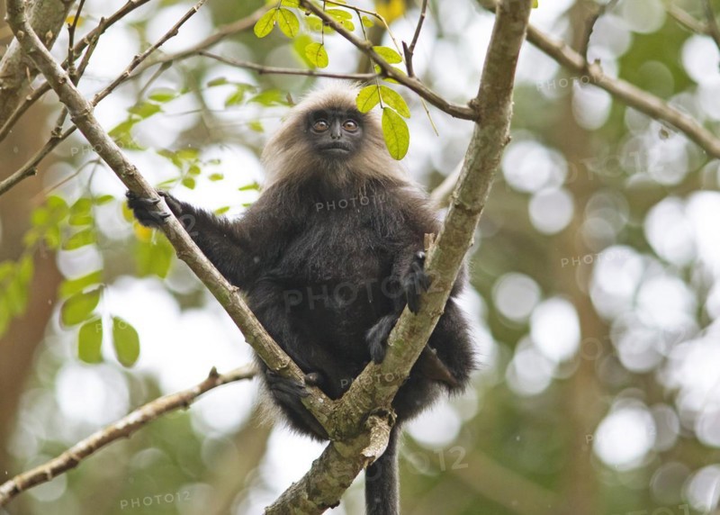 Nilgiri langur (Trachypithecus johnii), Periyar Wildlife Sanctuary or Periyar National Park, Idukki district, Kerala, India, Asia