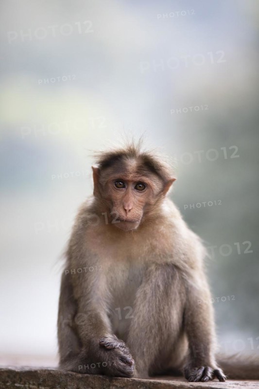 Bonnet macaque (Macaca radiata), Periyar Wildlife Sanctuary or Periyar National Park, Idukki district, Kerala, India, Asia