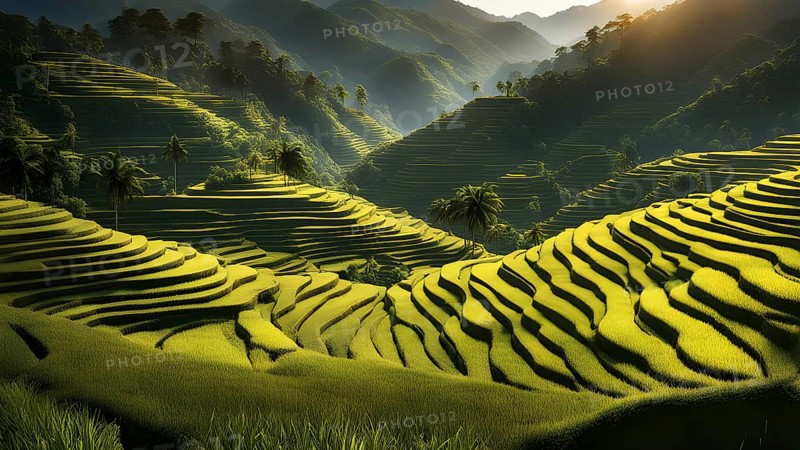 Early morning light bathes Philippines rice terraces cascading down mountain slopes, AI generated