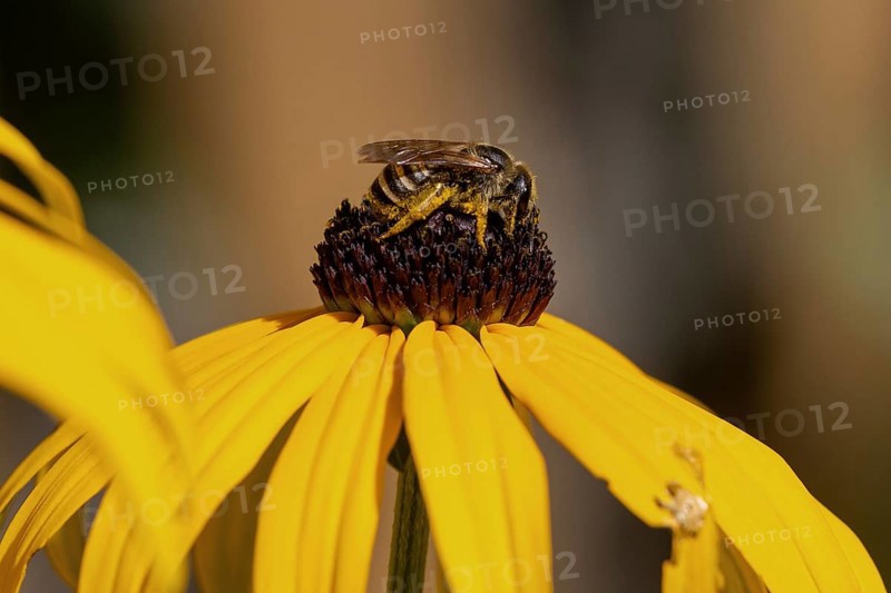 Honey bee (Apis mellifera) collecting nectar on a coneflower (Rudbeckia hirta), Baden-Württemberg, Germany, Europe