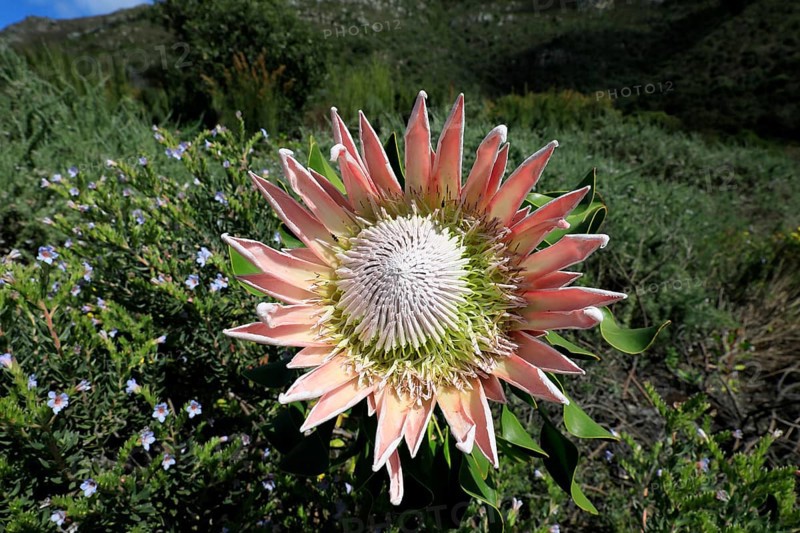 King Protea (Protea cynaroides), flower, flowering, flower, in spring, Kirstenbosch Botanical Gardens, Cape Town, South Africa, Africa