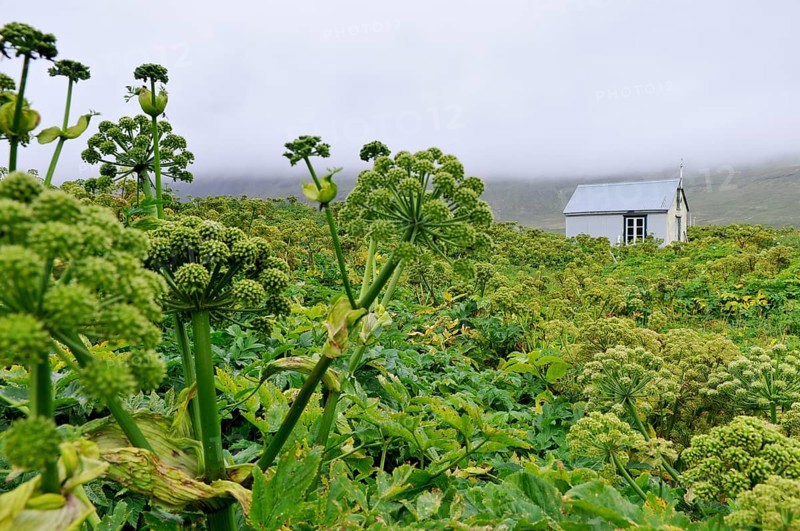 Angelica archangelica, chapel, Furufjörður, Hornstrandir, Iceland, Europe