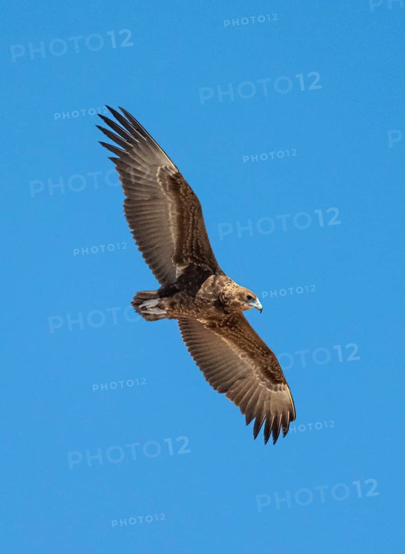 Bateleur (Terathopius ecaudatus), juvenile in flight against a blue sky, Etosha National Park, Namibia, Africa