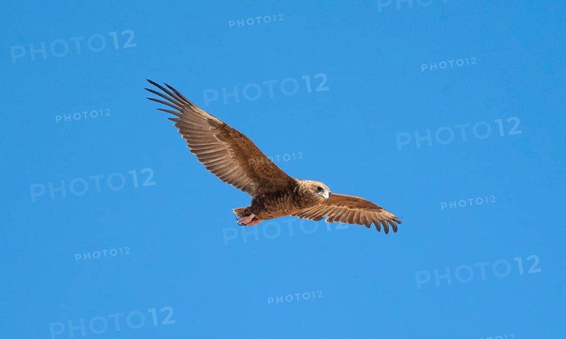 Bateleur (Terathopius ecaudatus), juvenile in flight against a blue sky, Etosha National Park, Namibia, Africa