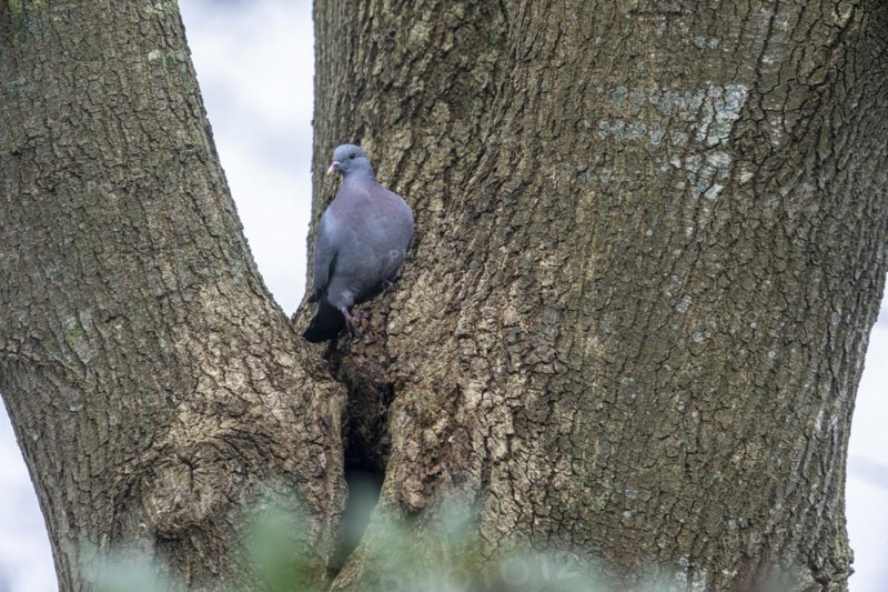 Stock Dove (Columba oenas), Emsland, Lower Saxony, Germany, Europe