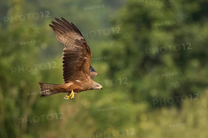 A black kite (Milvus migrans) in free flight in front of a green forest backdrop, Hesse, Germany, Europe
