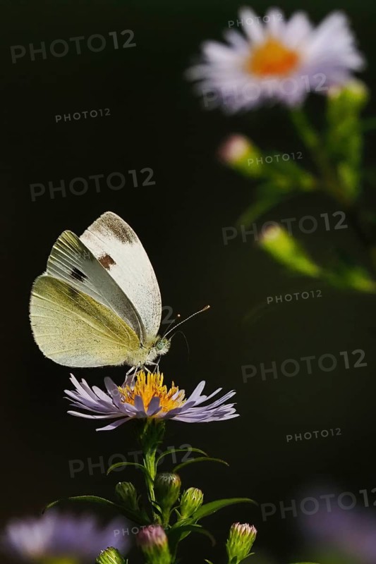 A Small white (Pieris rapae) sitting on a blooming purple flower against a dark background, Hesse, Germany, Europe