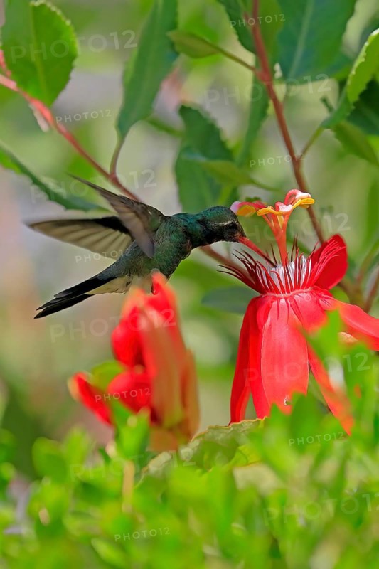 Broad-billed hummingbird (Cynanthus latirostris), adult, male, flying, on flower, foraging, Sonoran Desert, Arizona, North America, USA, North America