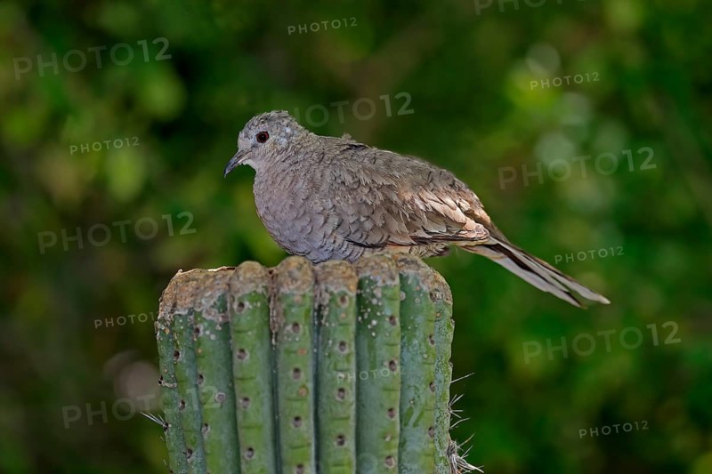 Inca dove (Columbina Inca), adult, on cactus, Sonora Desert, Arizona, North America, USA, North America