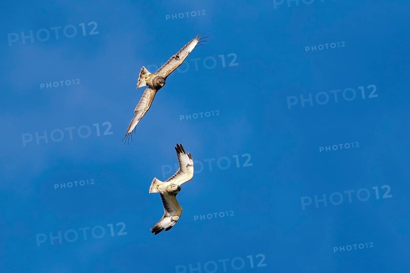 Two buzzards (Buteo buteo) in flight against a bright blue sky, circling each other, Hesse, Germany, Europe