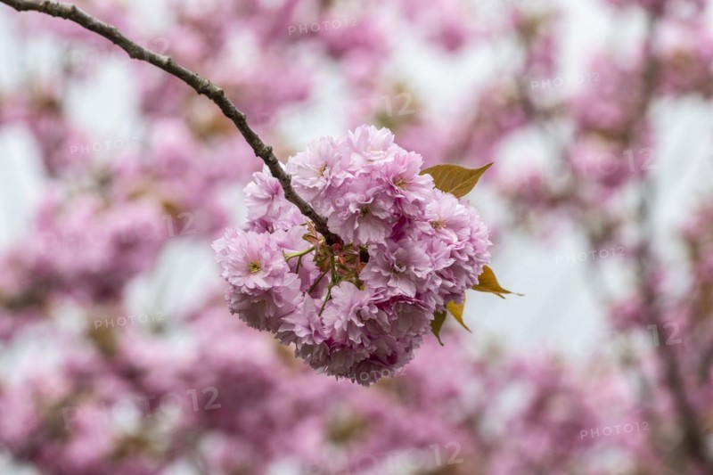 Japanese flowering cherry (Prunus serrulata Kanzan), Emsland, Lower Saxony, Germany, Europe