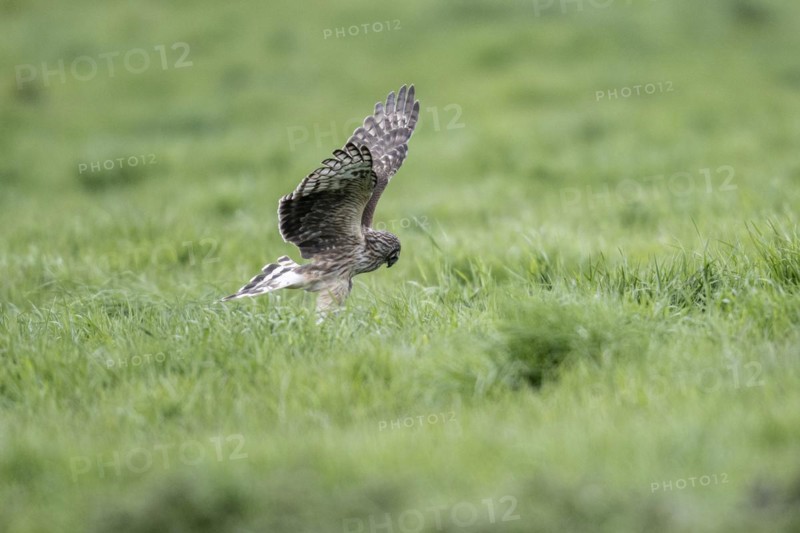 Hen harrier (Circus cyaneus), Emsland, Lower Saxony, Germany, Europe