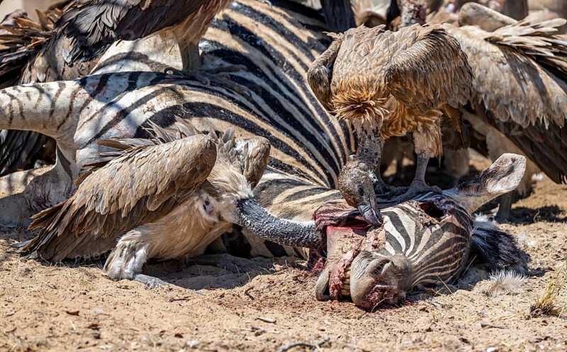 Many white-backed vulture (Gyps africanus) with bloody heads feeding on the carcass of a dead plains zebra (Equus quagga), Etosha National Park, Namibia, Africa