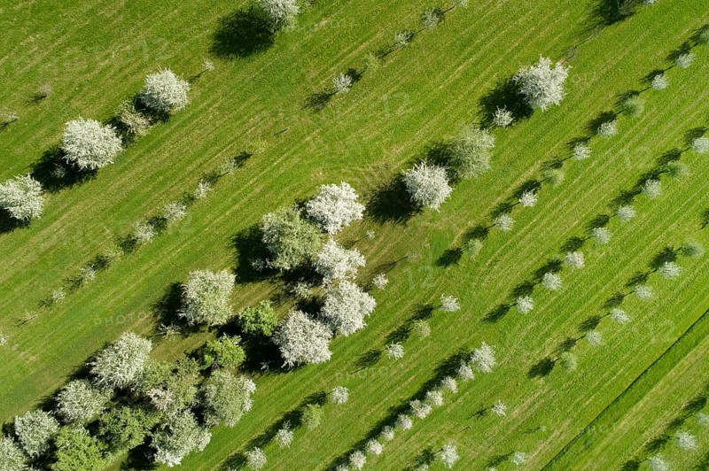 Bird's eye view of blossoming fruit tree plantation, Canton Thurgau, Switzerland, Europe