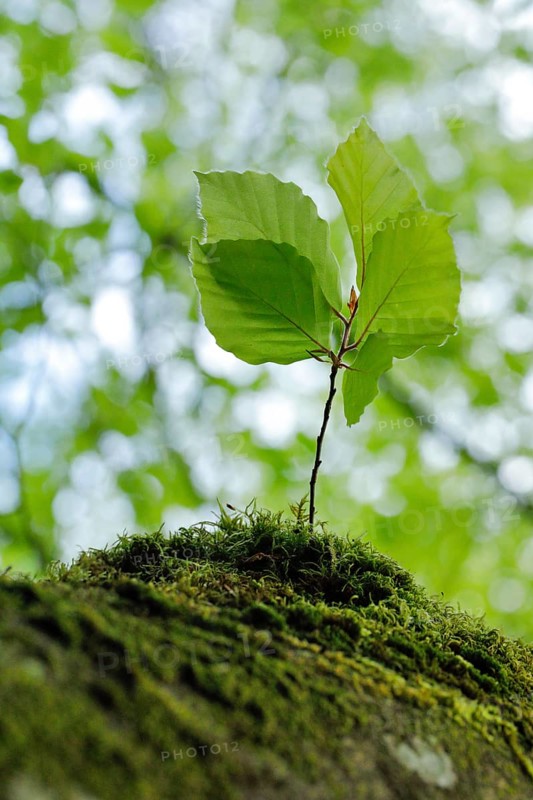 Young beech sapling growing on a moss-covered tree stump in spring, Switzerland, Europe