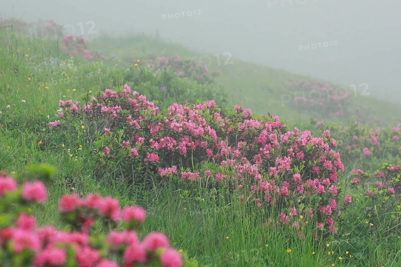 Flowering Rusty-leaved alpenrose perennials, Rhododendron ferrugineum, Swiss Alps