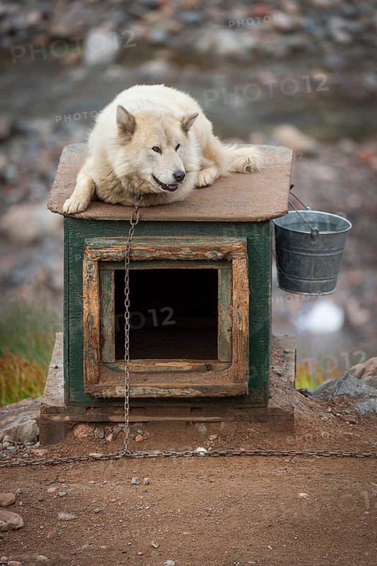 White sled dog lying chained on a doghouse, Inuit settlement Ittoqqortoormiit, Scoresbysund or Scoresby Sund or Greenlandic Kangertittivaq, East Greenland, Greenland, North America