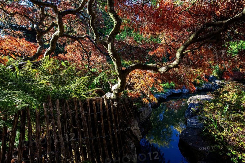 Fan maple (Acer palmatum), picket fence, autumn colours, stream, Japanese Garden, Zoological City Garden, Karlsruhe, Baden-Württemberg, Germany, Europe