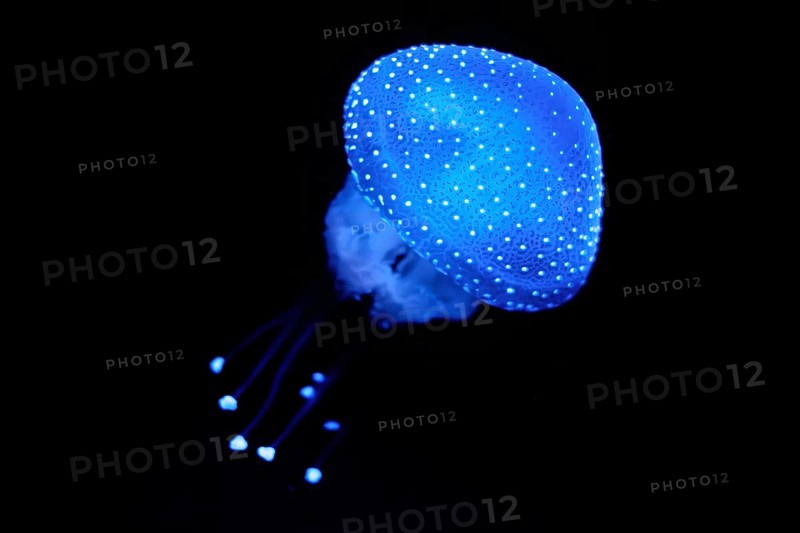 Bioluminescent Jellyfish Phyllorhiza punctata white-spotted jellyfish aka floating bell, Australian spotted jellyfish luminescent underwater