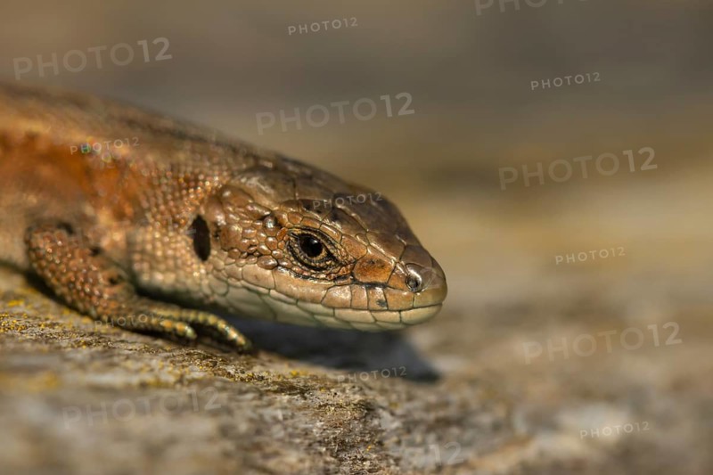 Common lizard (Zootoca vivipara) adult reptile basking on a wooden sleeper, England, United Kingdom, Europe